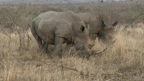 Rinoceronte branco (Ceratotherium simum) três juntos pastando entre arbustos, Kruger N.P. South-Afr