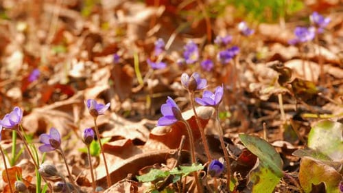 Primeiras flores da primavera