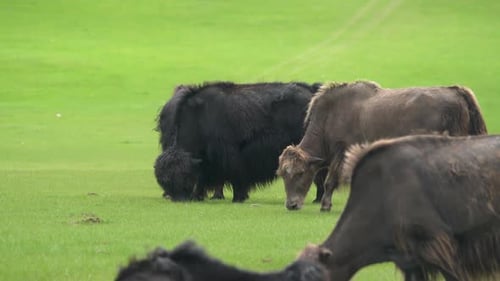 Schwarze und braune Yaks grasen auf der Wiese