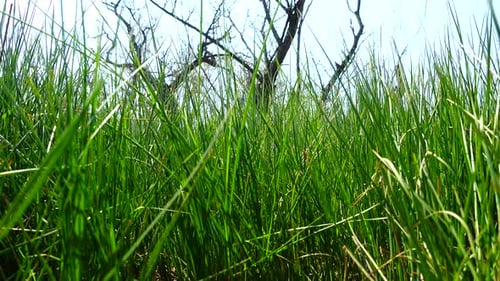 Lush Green Grass Swaying in a Field