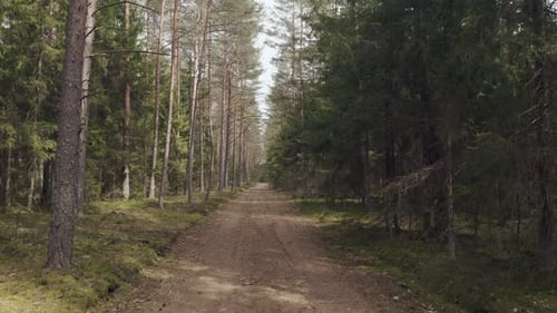 Chemin forestier au printemps, bois lituanien