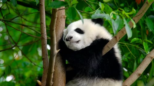 Giant Panda Bear Sleeping Peacefully in Tree