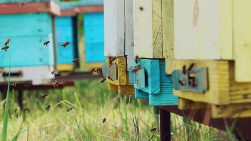 Honeybees Flying Around Colorful Beehives on Sunny Day