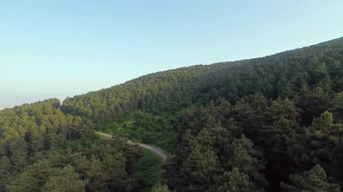 Aerial Pine Forest