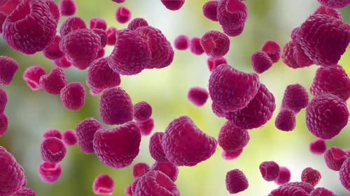 Raspberries Falling on Garden Background