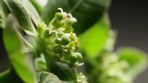 Green Leaf in Nature