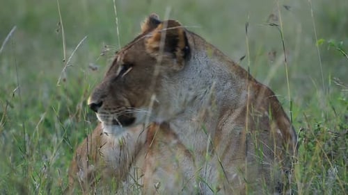 Lioness Resting in Tall Green Savanna Grasses