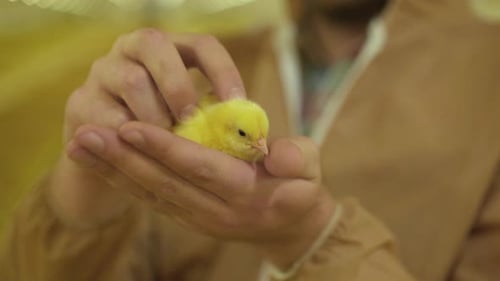 Little Yellow Chick in Hands