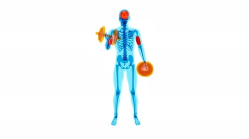 4K anatomy of a X-ray man doing Biceps Curls