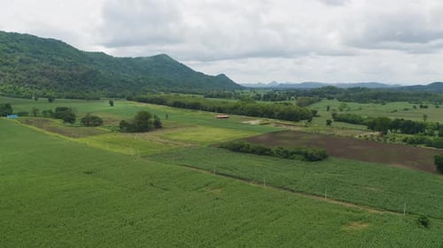 Aerial top view of grass and crops field with green Mountain hill in agriculture concept.