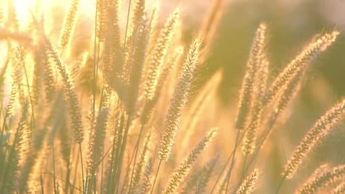 Tall Ornamental Grass Swaying in Golden Sunlight