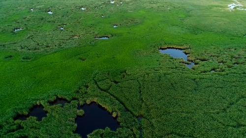 Aerial View Of Reeds