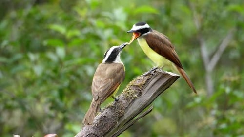 Two Yellow-and-Brown Birds Feeding on Branch