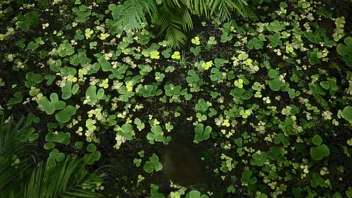 Forêt tropicale 2