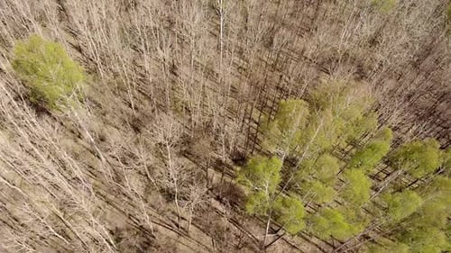 Aerial View Of Deciduous Trees Without Foliage Leaves In Landscape At Early Spring