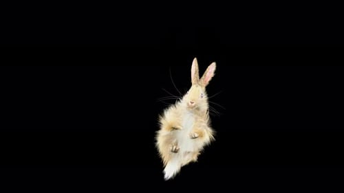 Cute Fluffy Rabbit Jumping and Falling Animation
