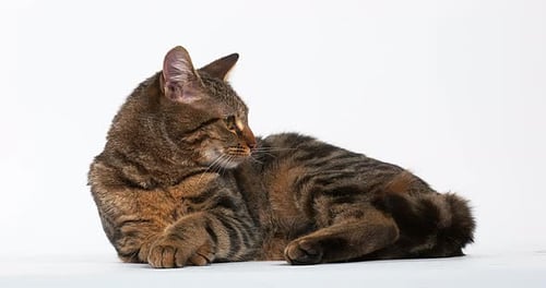 Brown Tabby Domestic Cat on White Background, Real Time 4K