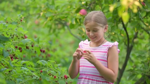 Girl Picks Raspberries
