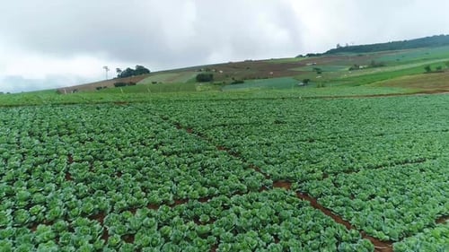 Scenic Drone Footage Of Cabbage Plantation With Foggy Weather In Background