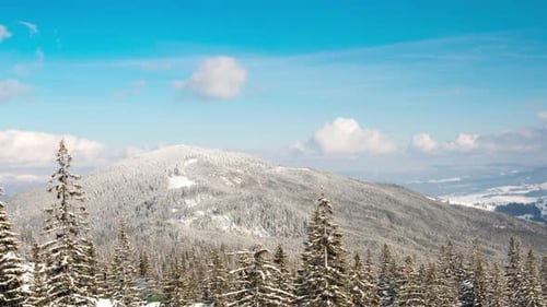Beautiful Mountain Day, Cloudy Winter Fir-tree