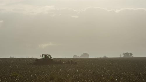 silhouette of farm workers during early morning broccoli harvest in a field