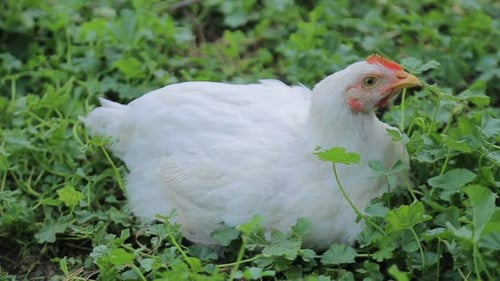 White chicken, chiken sitting in green grass, big chicken,chicken is an egg.