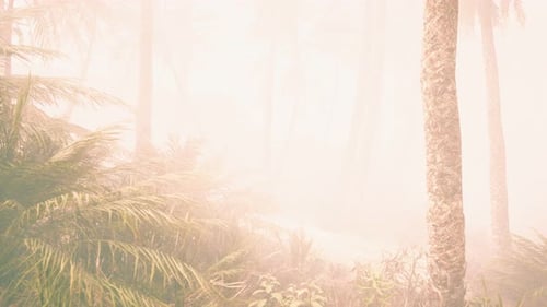 Ethereal Palm Forest in Foggy Morning Light