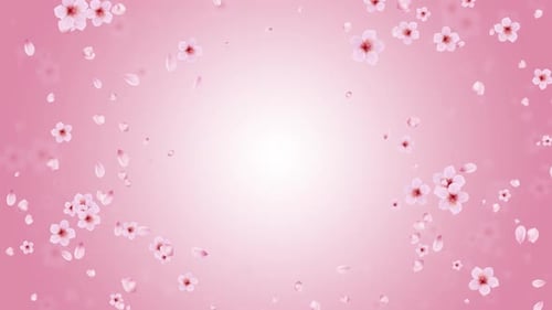 Kirschblüte Sakura Blumen und Blütenblätter Hintergrund - 3 Clips