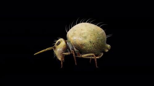 Springtail Insect Walk — 3