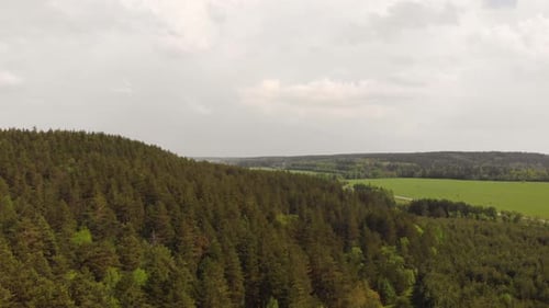 Spring Forest