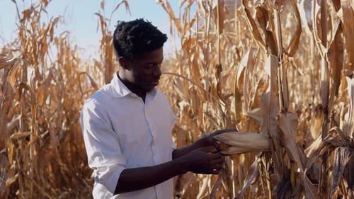 Young Adult Examining Corn on Rural Farm