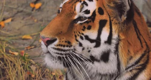 Siberian Tiger Close Up