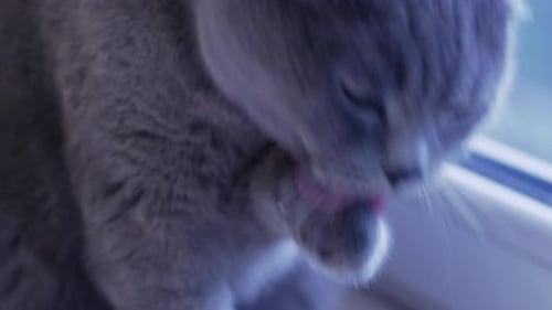 Graue reinrassige Kurzhaarkatze liegt aus nächster Nähe auf dem Bett. Die britische Katze sieht sich mit orangefarbenen Augen um.