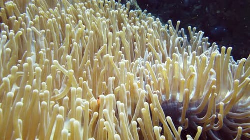 Sea Anemone and Clown Fish.