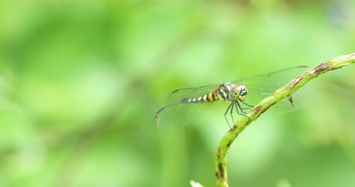 Dragonfly