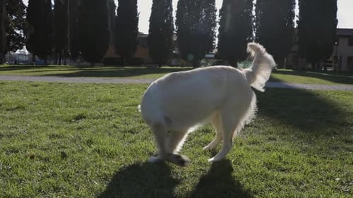 White dog at the public park