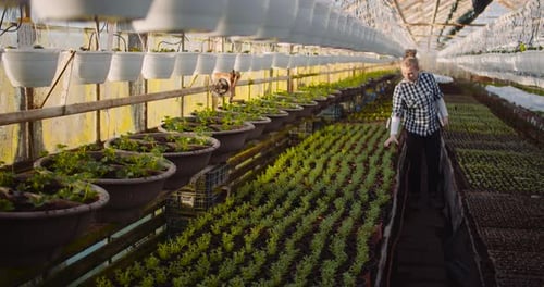 Adult Inspecting Plants Growing in Greenhouse