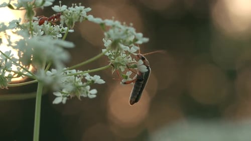 Close Up of an Ant or a Bug on a White Meadow Flower on Blurred Background