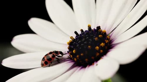 Ladybug Crawling on a White Daisy Flower