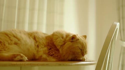 Cat Sleeping on Table