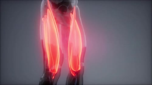Detailed 3D Human Thigh Muscle Anatomy Animation