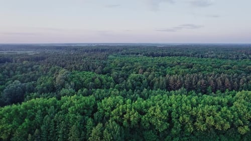 Top Down View of Summer Forest