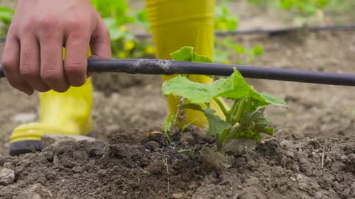 Tropfbewässerungssystem in der Landwirtschaft.