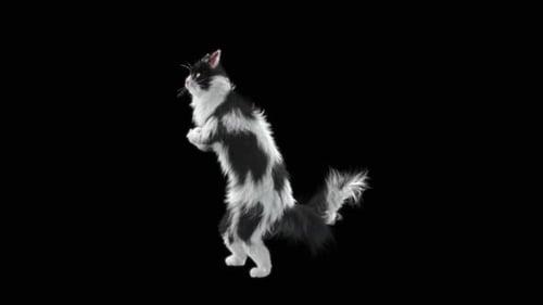 Katze tanzt HD