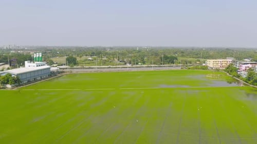 Vista aérea superior de arroz em casca fresco, campo agrícola verde no campo ou área rural