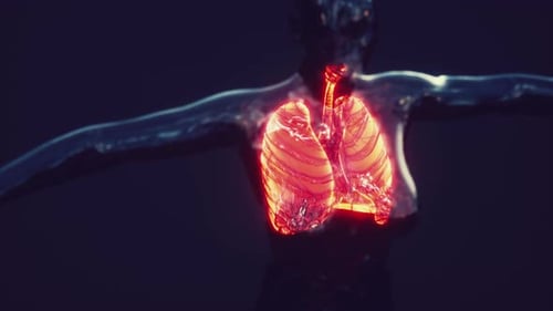 Animated 3D Scan of Human Lungs and Trachea