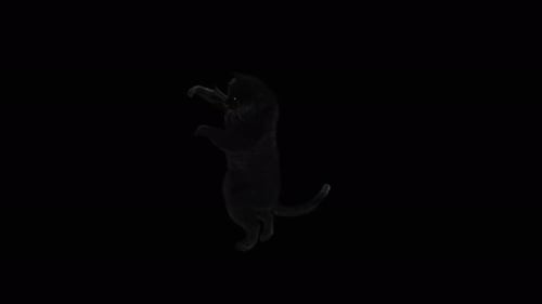 70 Panther Dancing 4K
