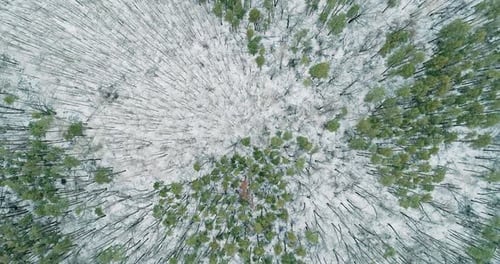Snow Forest Aerial View Winter Landscape Tree Snow