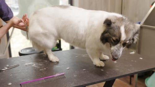 Dog Groomer Trimming White Dog Fur on Table