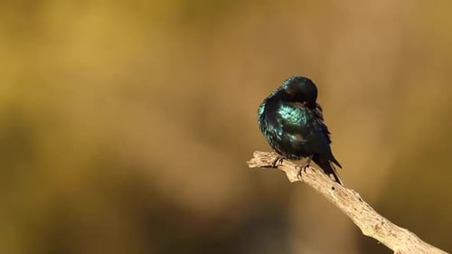 Greater Blue eared Glossy Starling in Kruger National park, South Africa